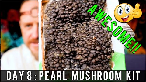 Day 8: Organic Pearl Oyster Mushroom Grow Kit (14 days to Harvest) Sustainability | How To Review
