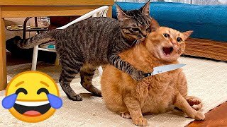 Funny Pets Videos