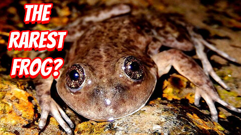 The Rarest Frog To See!
