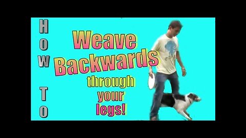 How to Teach Your Dog to Back Up and Weave Backwards Through Your Legs