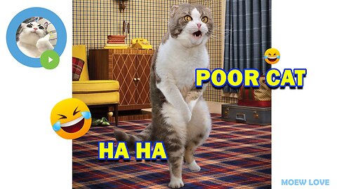 A Hilarious Compilation of Viral Cat Videos That Will Make Your Day
