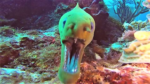 Curious moray eel sniffs at scuba diver's camera