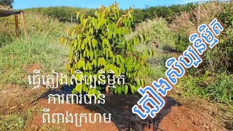 ធ្វើភ្លៀងសិប្បនិម្មិតការពារពីងពាងក្រហម / Artificial rain / Spider Red