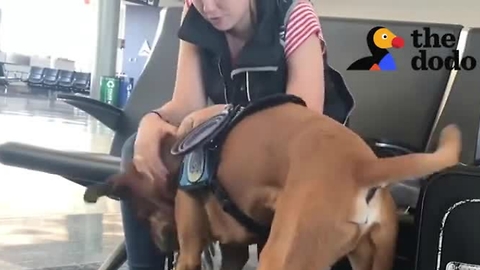 Woman's Viral Video Reminds Us All Not to Judge Service Dogs' People by Their Appearances