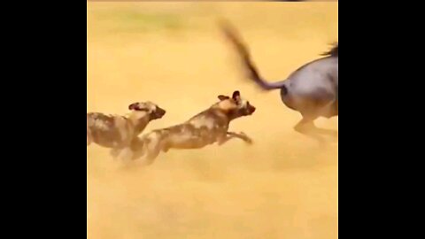 Wild Dogs Astonishing Attack On A Wildebeest