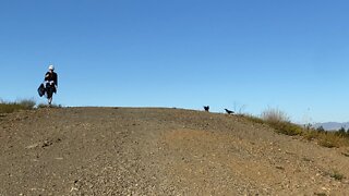 Joyful ravens