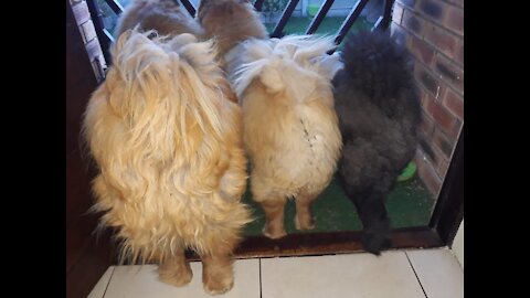 How To# - Chow Training "Chows most difficult dog breeds to train" lets Show them LOL