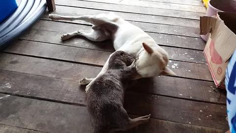 Unique animal friendships: Dog and otter playtime