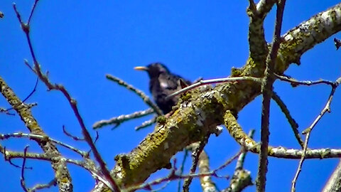 IECV NV #655 - 👀 Starling Hanging Out In The Filbert Tree Enjoying A Good Grooming 6-24-2018