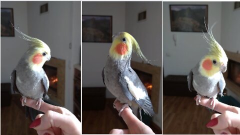 Adorable bird thinks he's a model! Cute pet video!