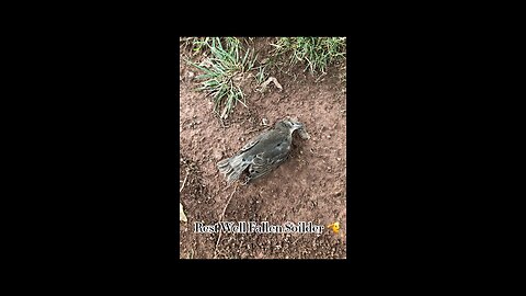 Fallen Soldier: Dead Bird….. (Sad)