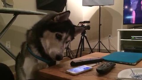 Husky extremely fascinated by Siri