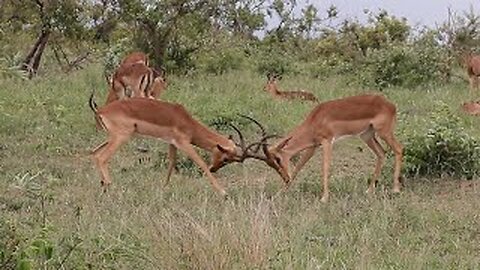 Impala Rams Fighting Animal Videos 😊 African Viral Animal Video🐼