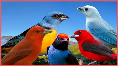 belas espécies de de aves do Brasil