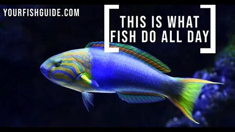 Here are what fish do every day: Fish and their habits