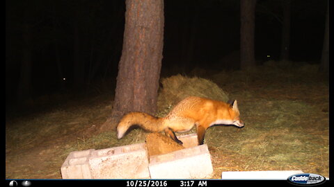 Foxes Are FUNNY