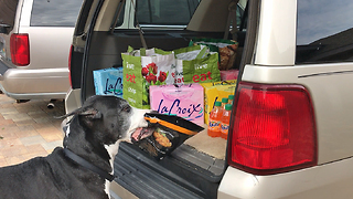 Great Dane chooses bag of chicken fingers