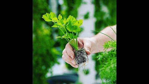 How to Transplant Celery