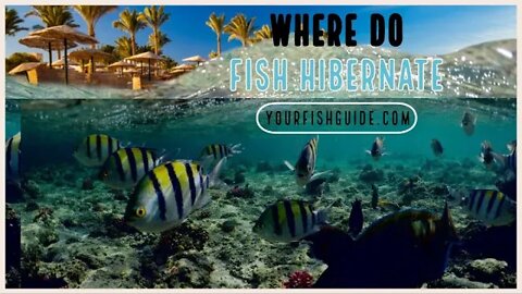 A Place Where Fish Hibernate ~ Ever Wondered Where Do Fish Stay During the Winter