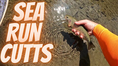 Creek Fishing Adventures- PNW Sea Run Cutthroat Trout ALL DAY!!!
