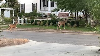 Neighborhood stroll