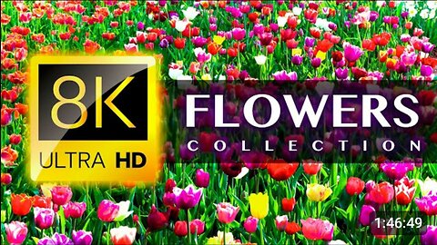 World's Most Beautiful Flowers 8K Video Ultra HD