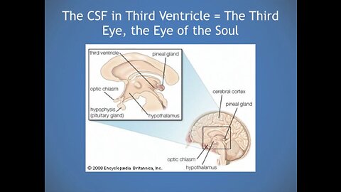 Cerebrospinal Fluid: The seed is the word of God (Luke 8:11)