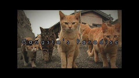 Gangster paradise cats