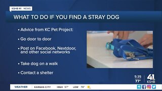 KC Pet Project receives more than 170 pets over Independence Day weekend