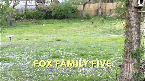 Fox Family Five