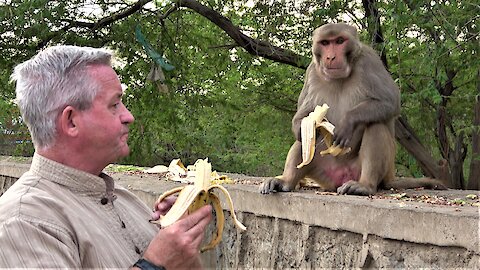 Tourist casually shares bananas with his wild monkey friends