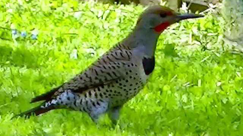 IECV NV #299 - 👀 Norther Flicker In The Back Yard 🐦 5-9-2017