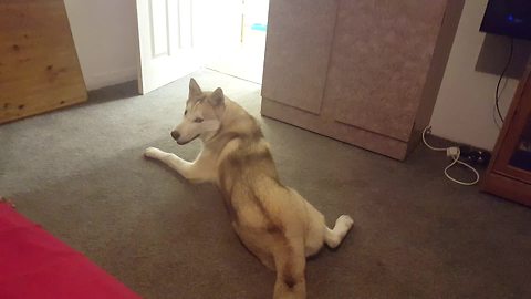 Husky Refuses To Take Shower, Vocally Argues With Owner