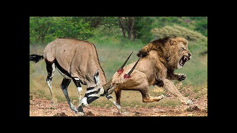 Brave Gemsbok Take Down LIONS With Their Horns To Save Baby Gemsbok Escape