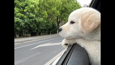 The world outside the car window