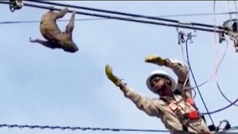 Electric Company Worker Saves Sloth on Powerline