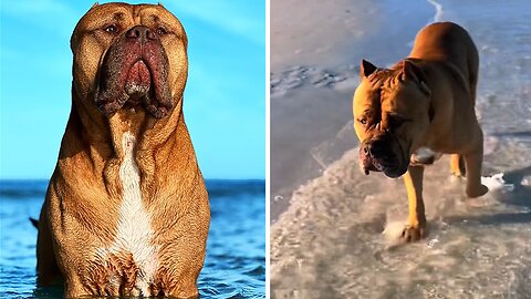 Giant Pitbull Hilariously Blows Bubbles Going After Sea Shells