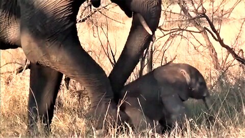 Newborn Elephant Struggles To Stay On Its Feet; Topples Over Backwards