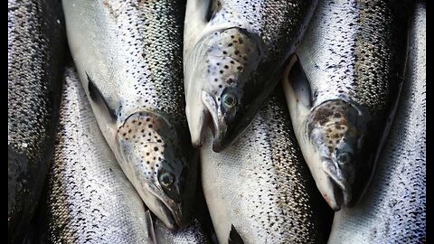 Overturned Truck Spills 100,000 Salmon: Circumstances of Accident Fishy