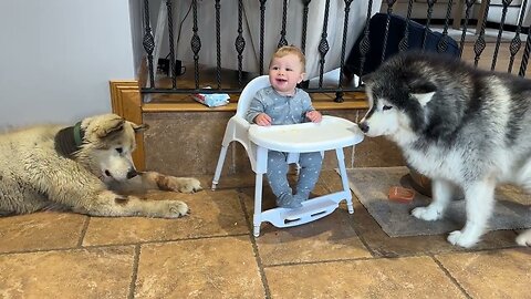 Baby Boy Confused By Dogs Howling! He Tries To Feed Them!!