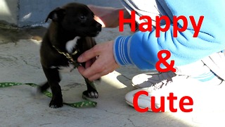 Happy cute puppy playing