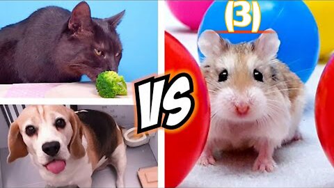 Team HAMSTER vs DOG vs CAT 🐹🐱🐶 Challenges for REAL LIFE PETS, who will win?