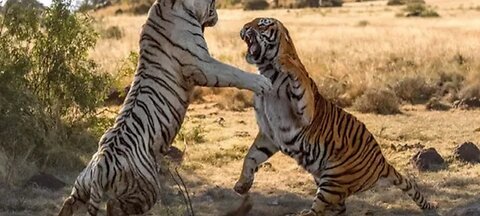 Tiger Vs Tiger Real Fight To Death || Brutal Fight Wild Animal