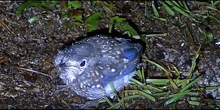 Bluebird fledgling baby birds