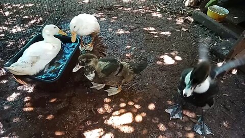 A couple of young Indian Runner Ducks, and a pair of Muscovy Ducks, 5th December 2020