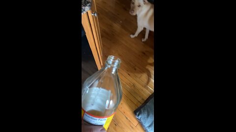 Dog Funny Reaction After Smelling Vinegar