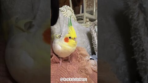 Cute Cockatiel lovely moments 😍