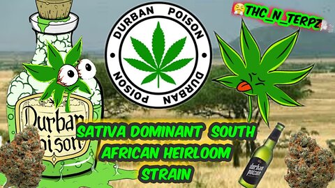 DURBAN POISON-🐅SOUTH🐘AFRICAN LANDRACE / HEIRLOOM Genetics - The Original Sativas