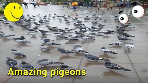 Look how am i surrounded by these amazing pigeons