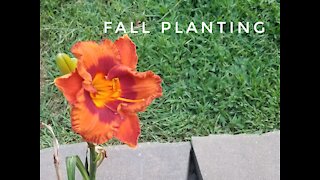 Planting late! Opps! Fall garden.